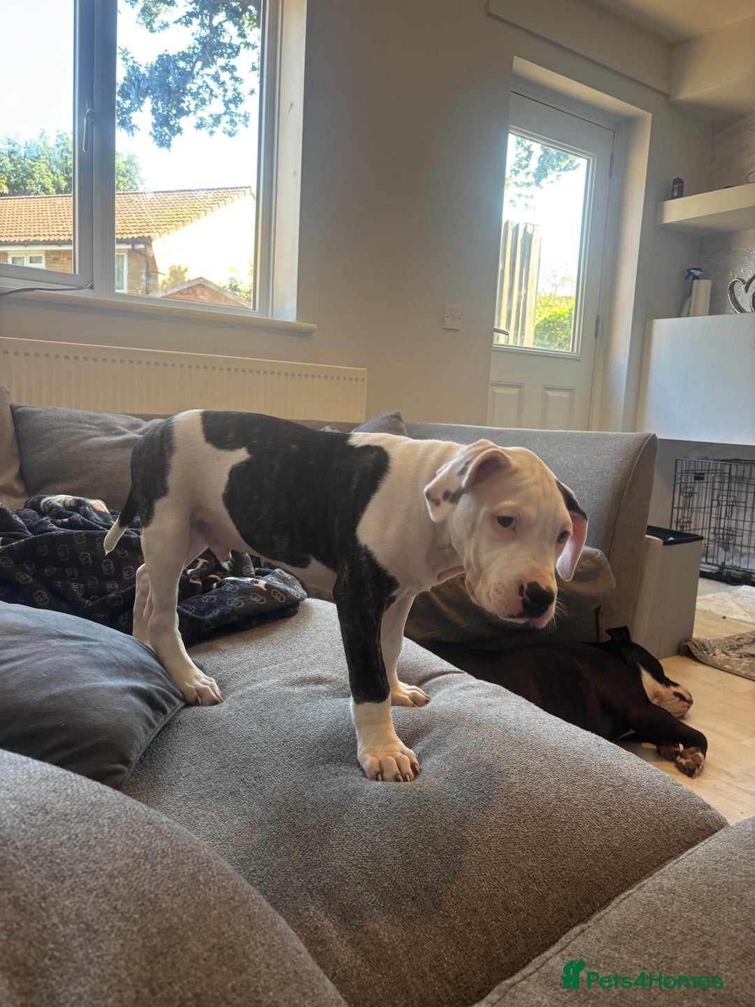 Mixed Breed dogs for sale: American bull staffy - Image 1