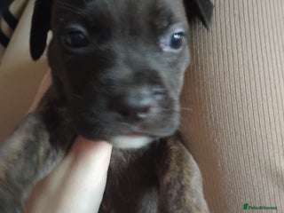 Mixed Breed dogs - Advert 4