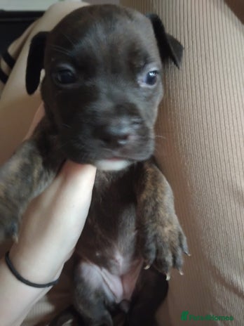 Mixed Breed dogs - Advert 5