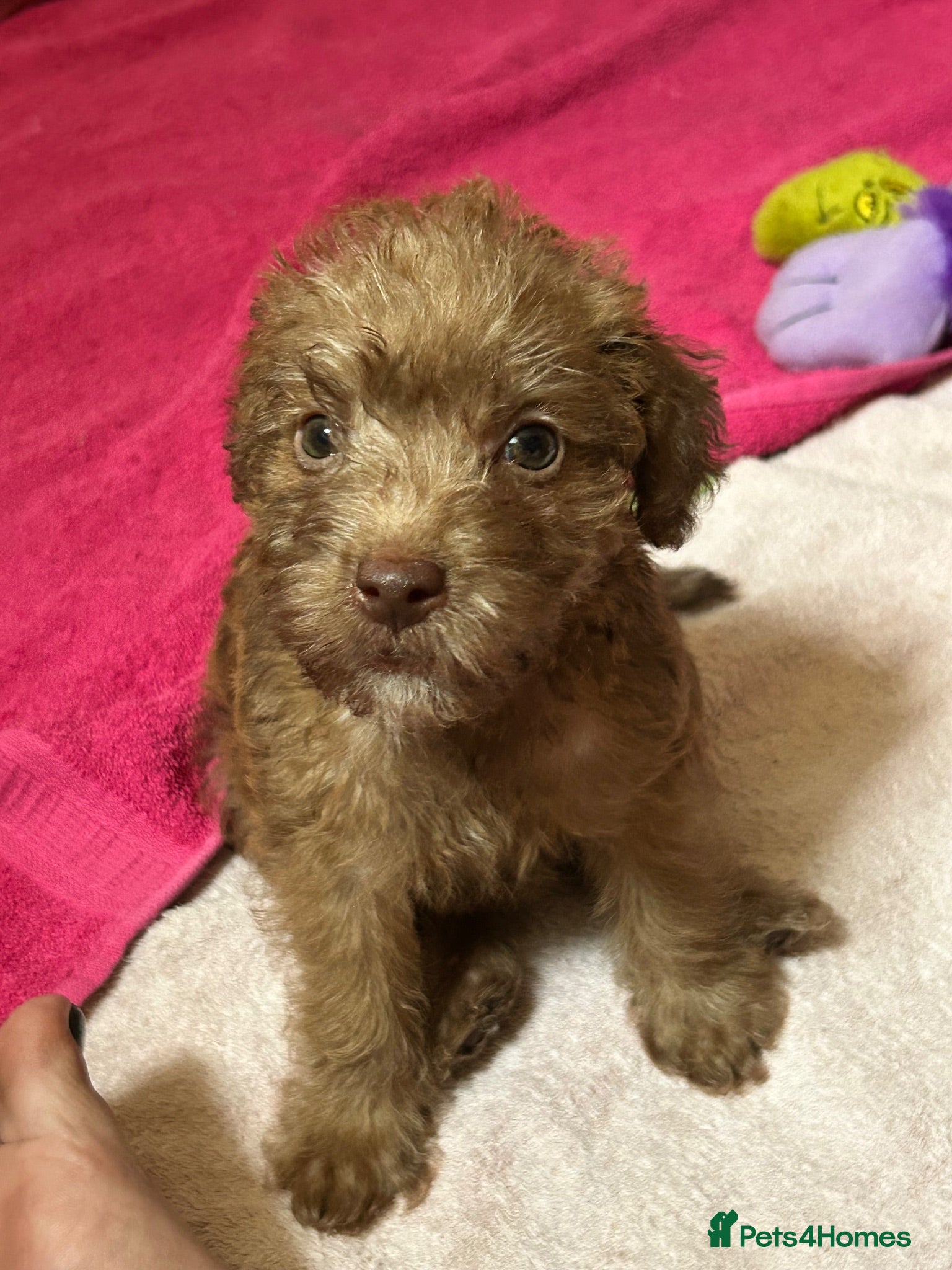 Mixed Breed dogs Patterdale, Jack Russell cross puppy - Advert 6