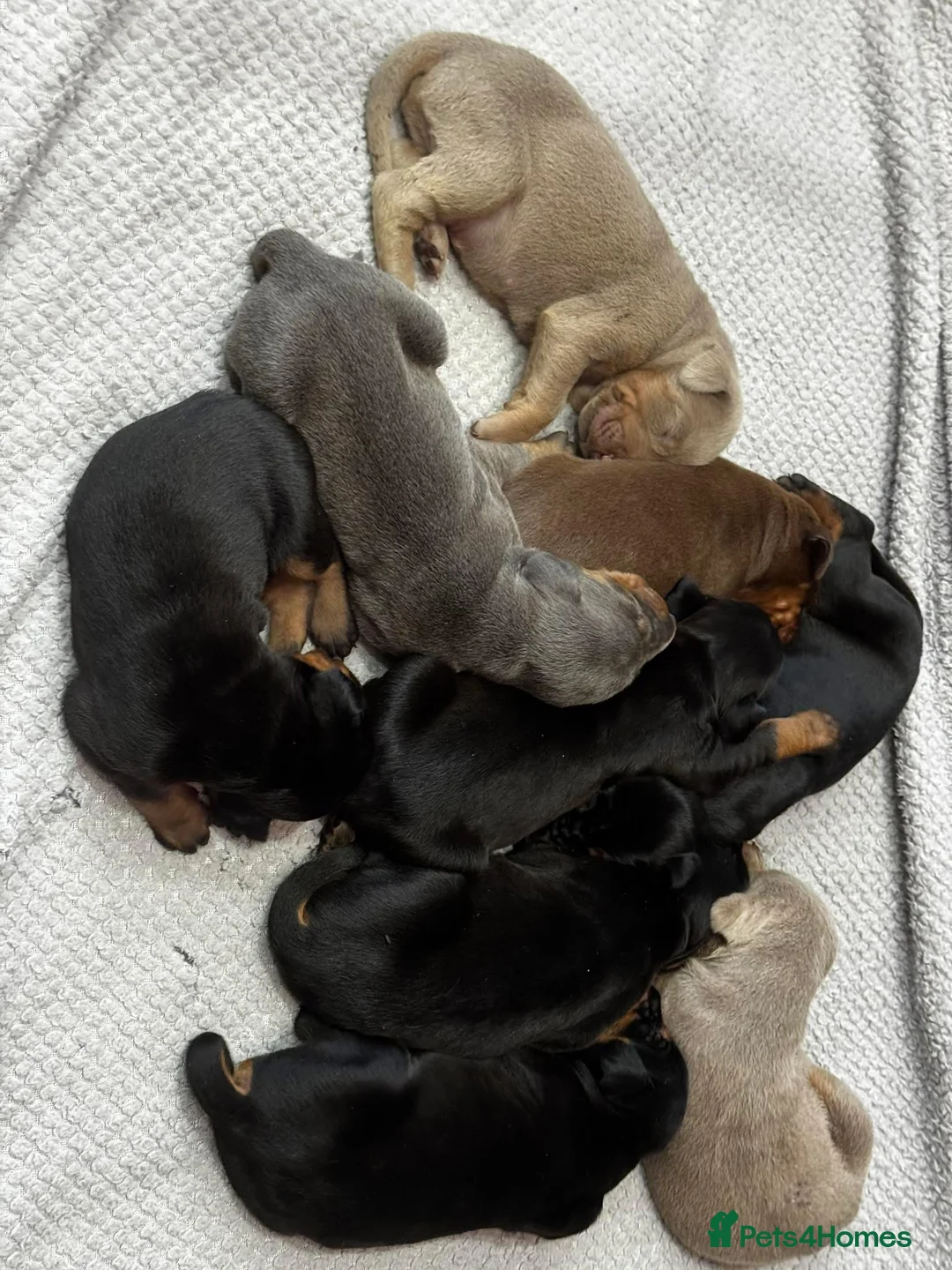 Dobermann dogs for stud: Dobermann Stud KC  - Advert 15