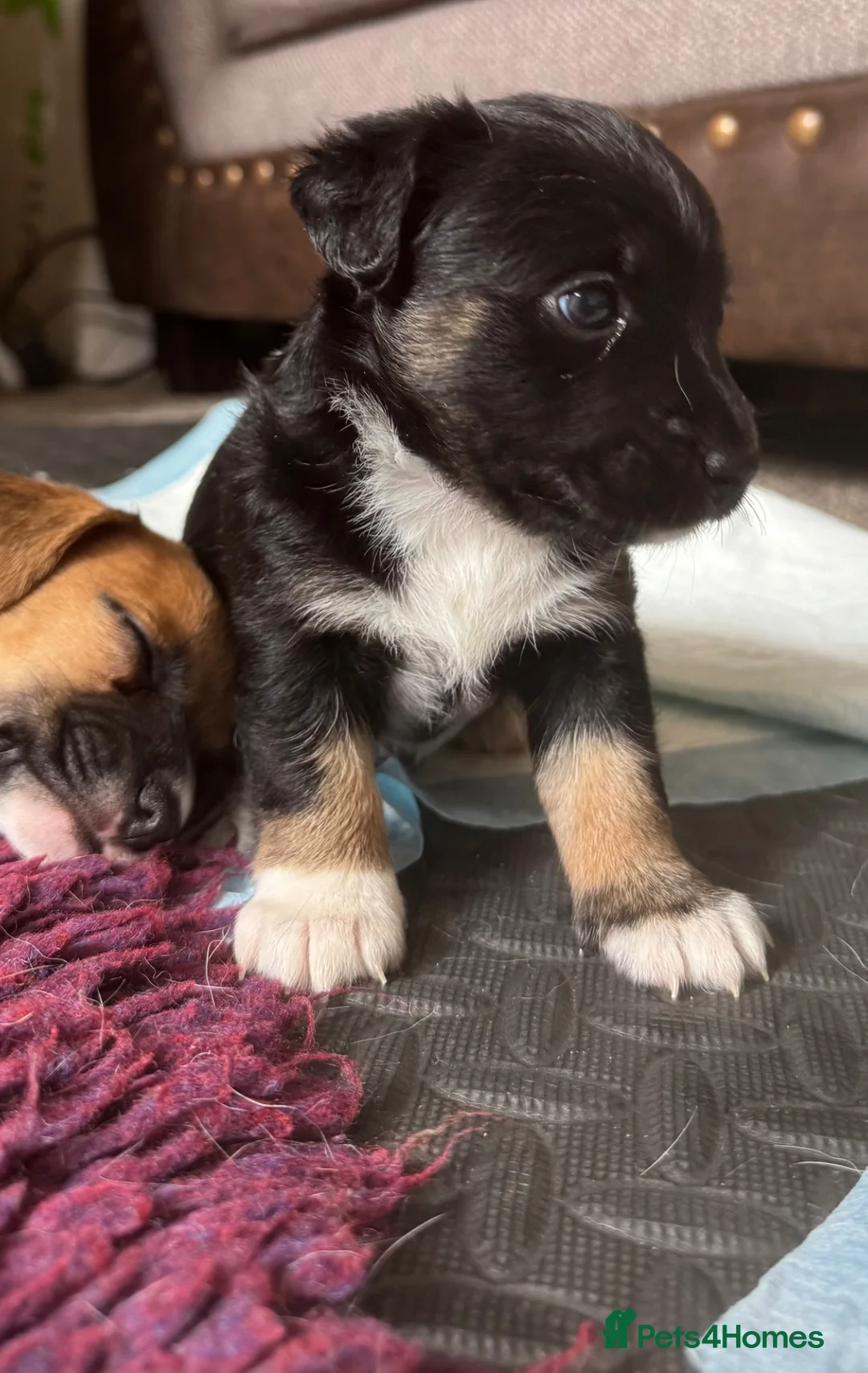 Jack Russell dogs for sale: Stunning Female Jack Russell Short Legged  - Advert 2