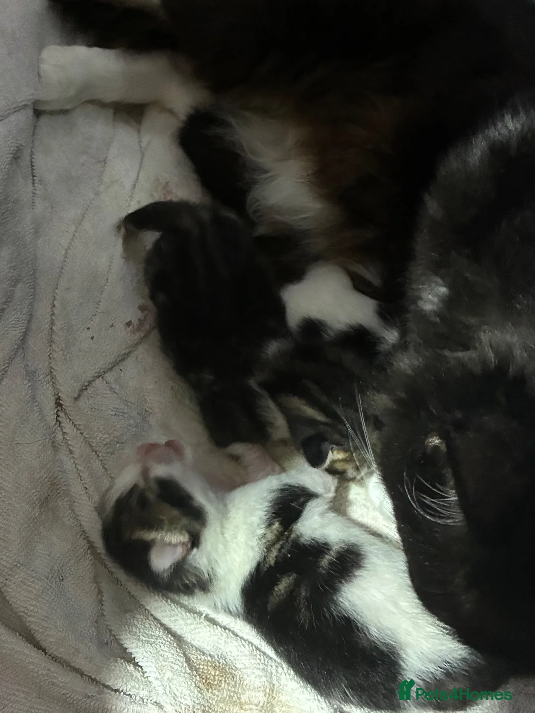 Mixed Breed cats for sale: Main coon mix kittens  - Advert 2
