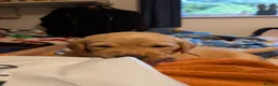 Labrador Retriever dogs for sale: Labrador puppies  in Beccles - Advert 10