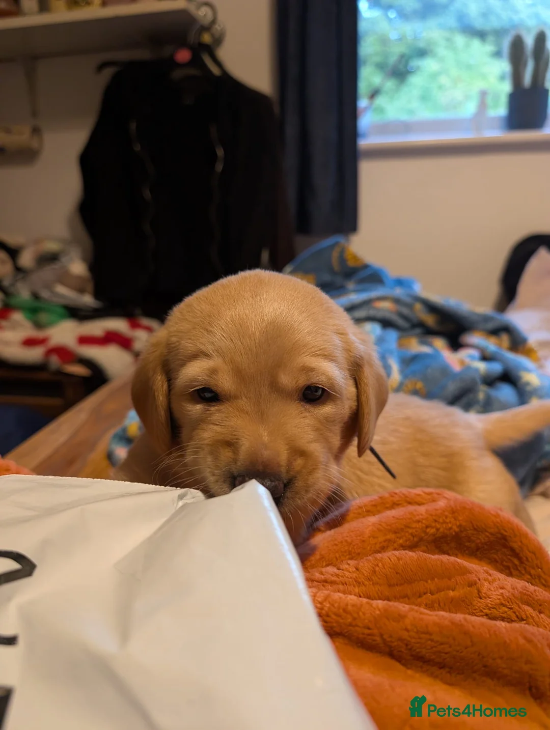 Labrador Retriever dogs for sale: Labrador puppies  in Beccles - Advert 10