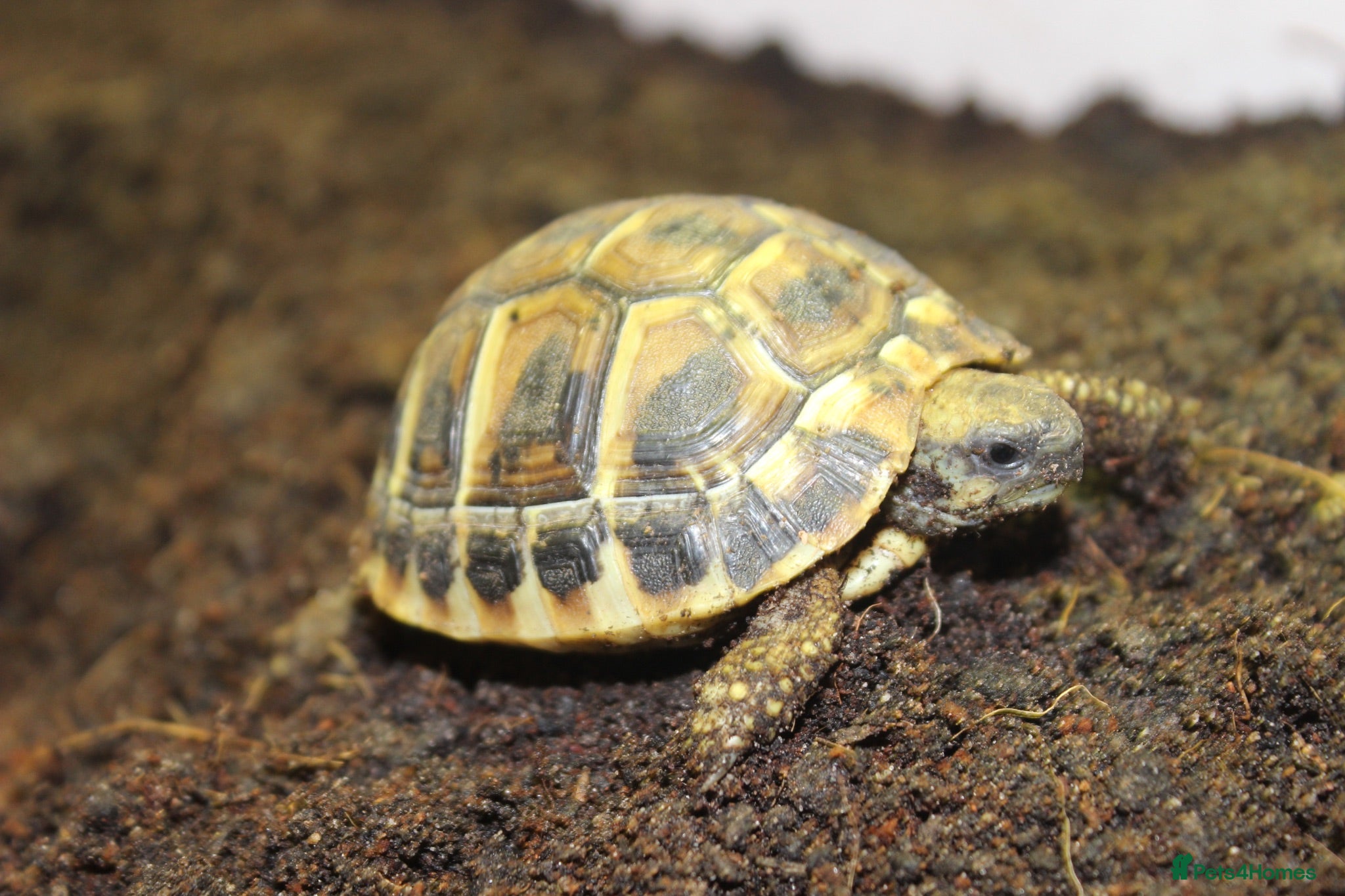 Hermann Tortoise reptiles Baby Hermanns Hatchlings & Set Ups!! - Advert 1