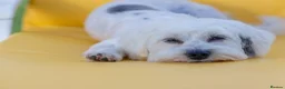 Mixed Breed dogs for adoption: Regina - nickname - Reggie - Advert 12