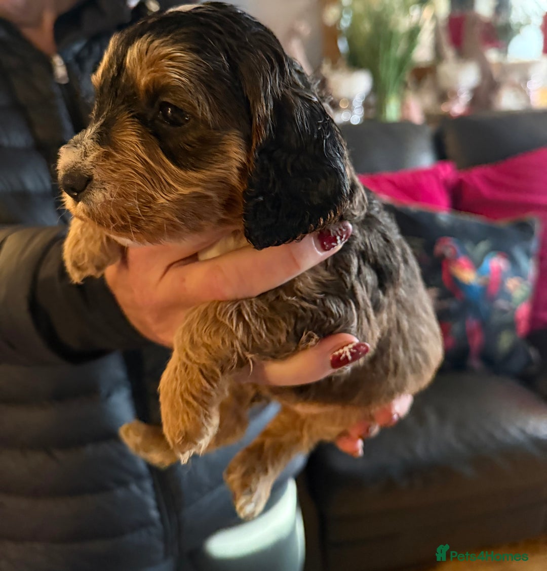 Cockapoo dogs for sale: Cockapoo pups one boy available  - Advert 19
