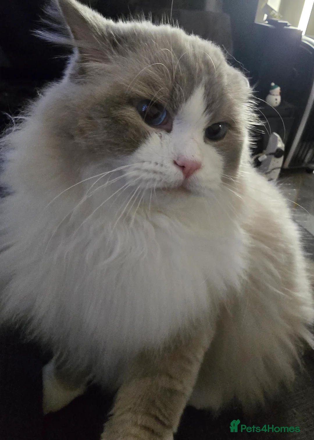 Ragdoll cats for stud: Charles - TICA and Gccf registered active boy  in Bournemouth - Advert 22