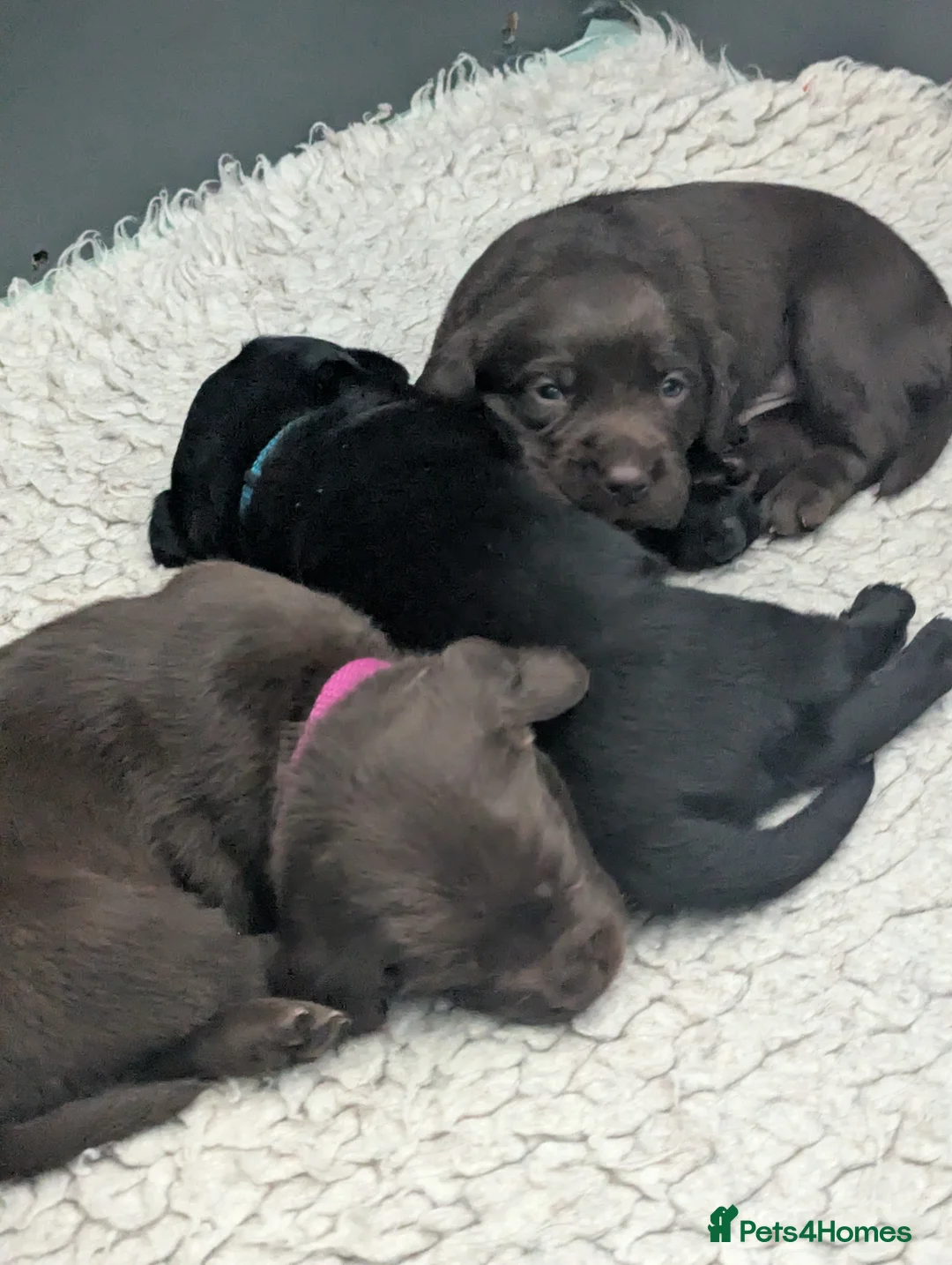 Cockerdor dogs for sale: Cockerdor  in Wooler - Advert 2