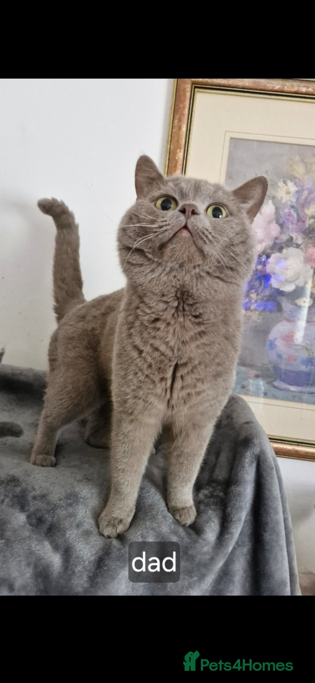 British Shorthair cats for sale: British Shorthair Kittens  - Image 4