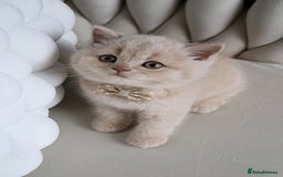 British Shorthair cats for sale: ❤️ Beautiful British Shorthair ❤️ - Image 2