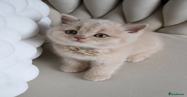 British Shorthair cats - Advert 3