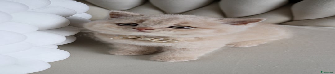 British Shorthair Kitten 1