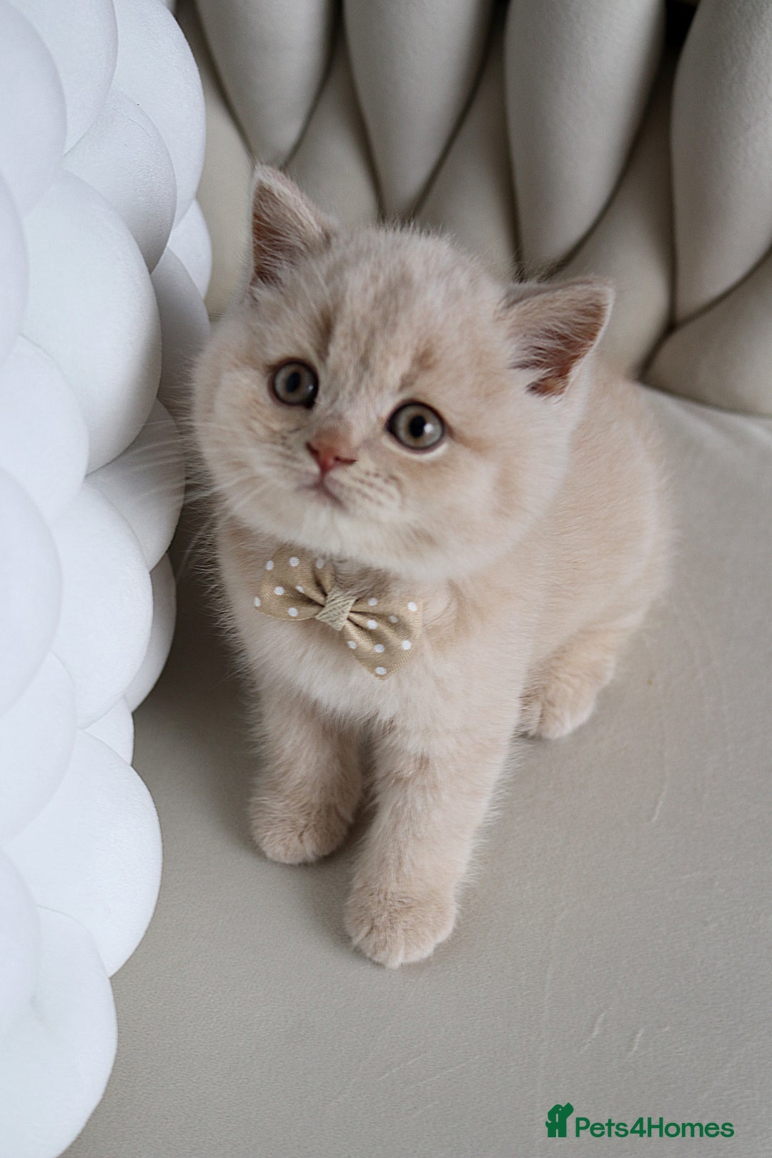 British Shorthair cats for sale: ❤️ Beautiful British Shorthair ❤️ - Image 2