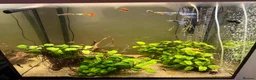 Corys fish for sale: 4-Year Established 120L Community Aquarium - Advert 4