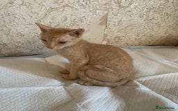 Sphynx cats for sale: Nice Sphinx kitten  - Image 2