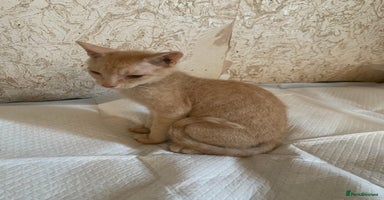 Sphynx cats - Advert 10