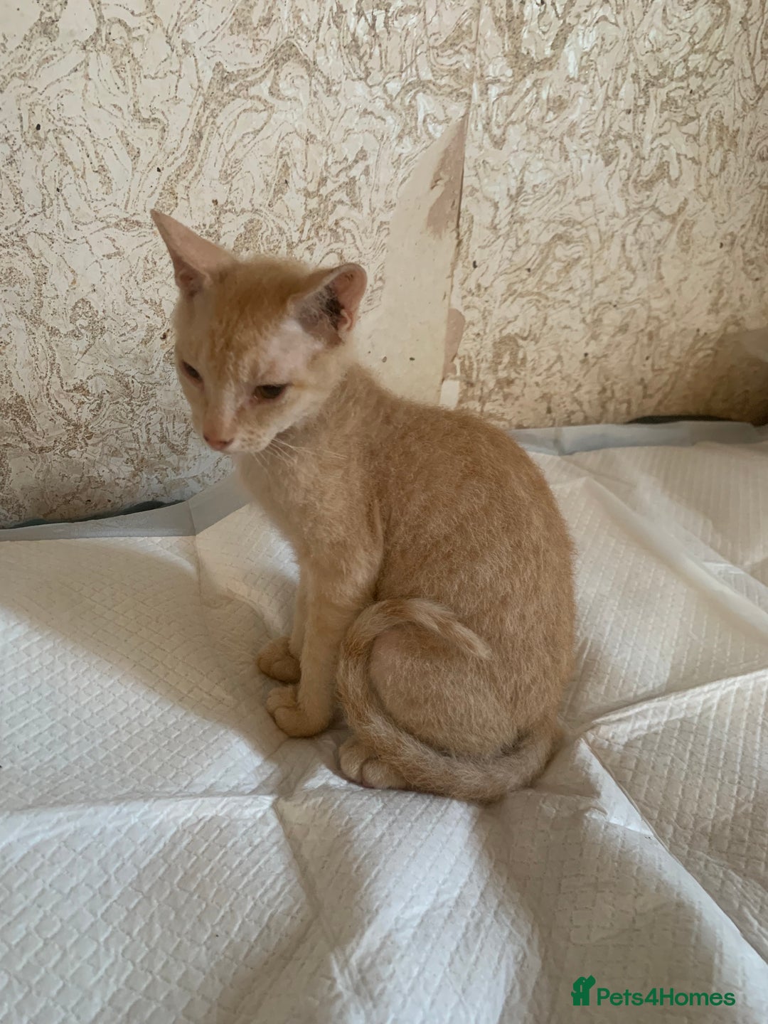 Sphynx cats for sale: Nice Sphinx kitten  - Image 2