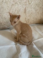Sphynx cats - Advert 10