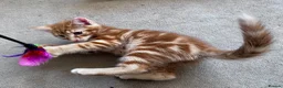 Mixed Breed cats for sale: Amiable bengal&tabby mixed kittens - Advert 1