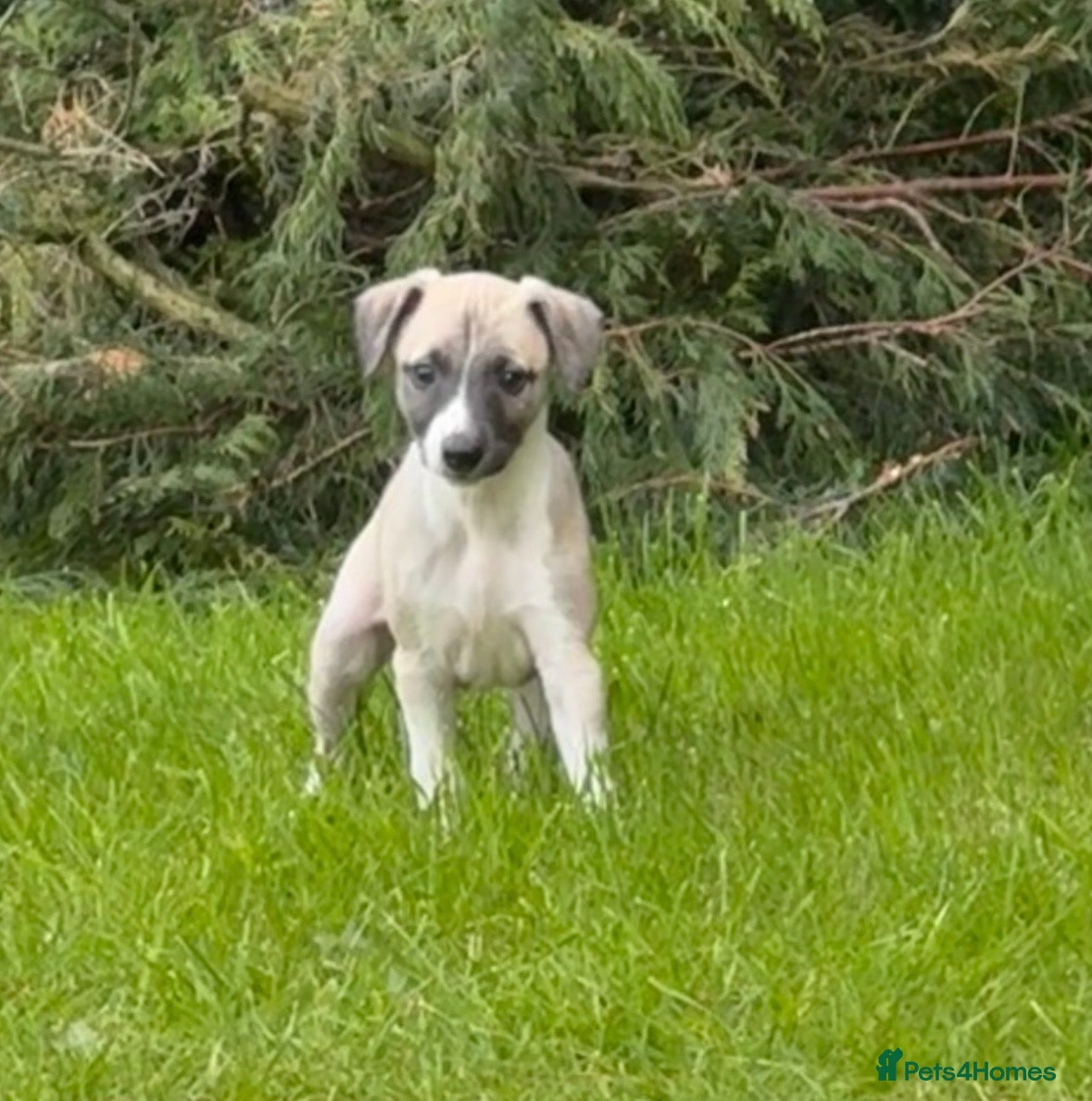 Whippet dogs Stunning Fawn Whippet Pups  - Advert 2