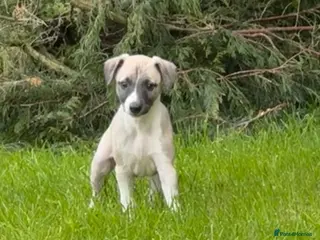 Whippet dogs Stunning Fawn Whippet Pups - Advert 3