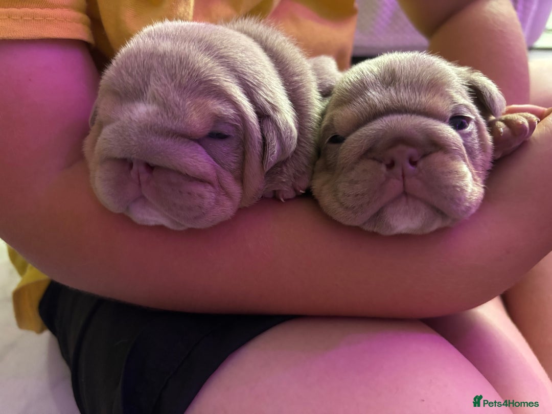 English Bulldog dogs for sale: Chunky English bulldog puppies!! - Image 8