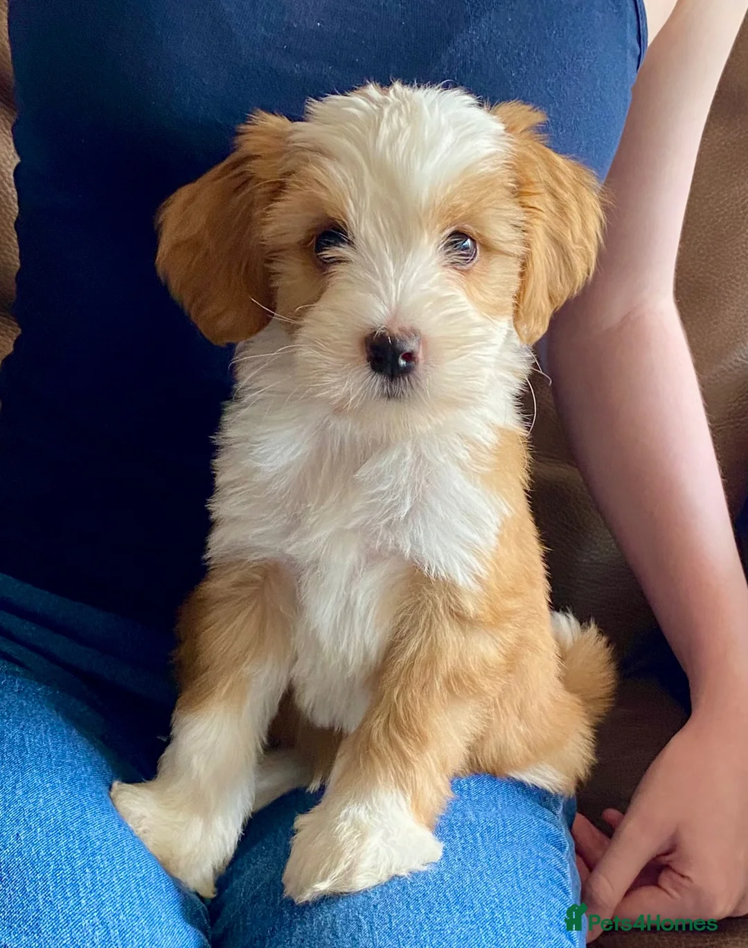 Tibetan Terrier dogs for sale: Beautiful Kc Registered Tibetan Terrier Puppies - Advert 1