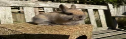Netherland Dwarf rabbits for sale: Pure Netherland dwarf bunnies  in London - Advert 13