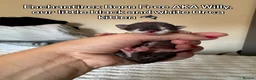 Devon Rex cats for sale: 2026 Devon Rex litters  - Advert 39