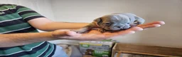 French Bulldog dogs for sale: French bull pups - Advert 24
