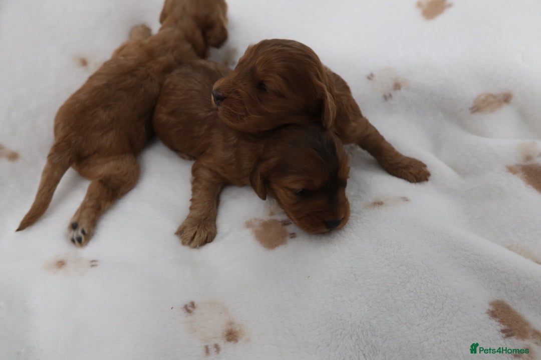 Cockapoo dogs for sale: 8 F1 Cockapoos available  - Advert 7
