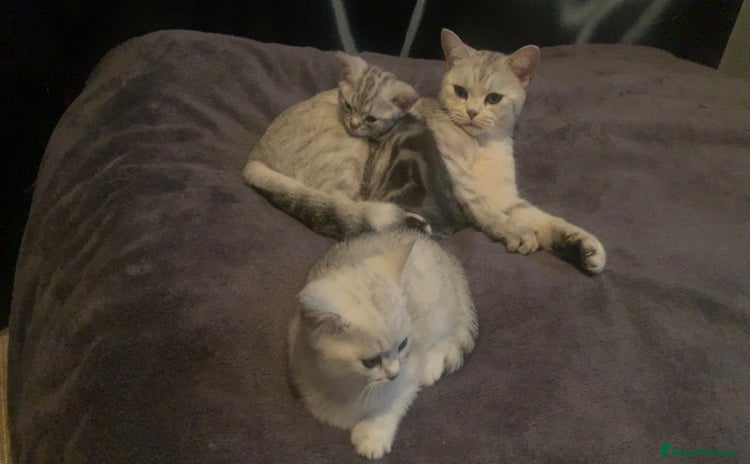 British Shorthair cats Adorable Silver Kittens looking for forever homes - Advert 1