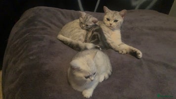British Shorthair cats Adorable Silver Kittens looking for forever homes - Advert 14