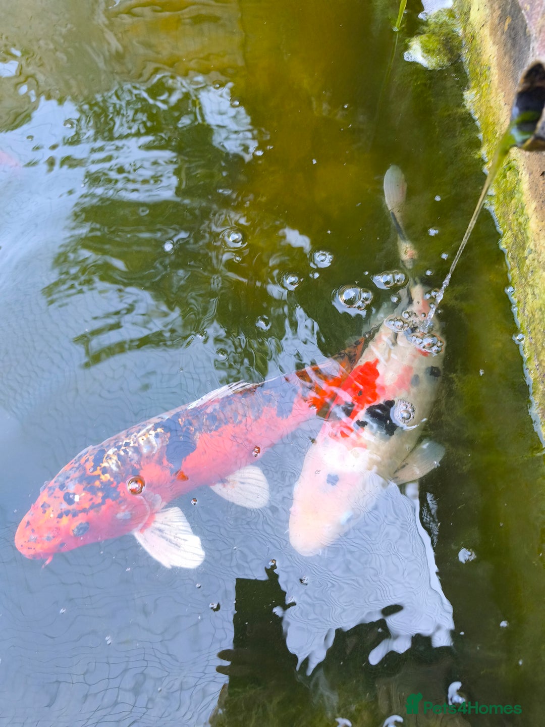 Pond Fish fish for sale: 3 Coin Carp + 1 Ghost Decent Sizes - Image 8