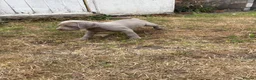Weimaraner dogs for sale: 🐶KC Registered Weimaraner Puppies 🐶 - Advert 7