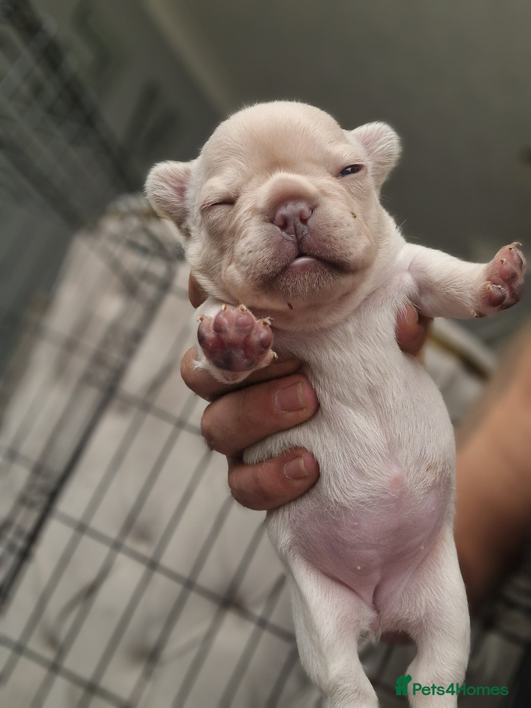 French Bulldog dogs for sale: French Bulldog puppies 🐶🩷🩷 - Image 2