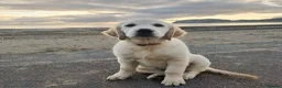 Golden Retriever dogs for stud: RKC Kensesqui Karamel Sutra - Advert 11