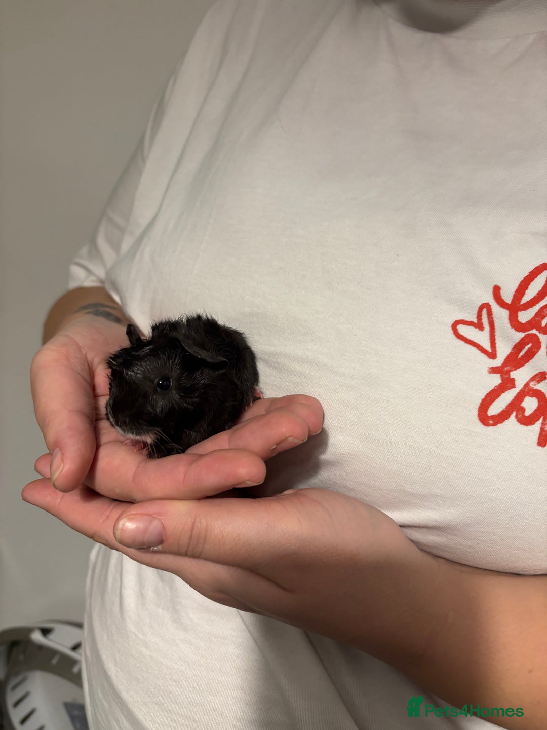 Guinea Pig rodents for sale: Guinea pigs for sale - Advert 3