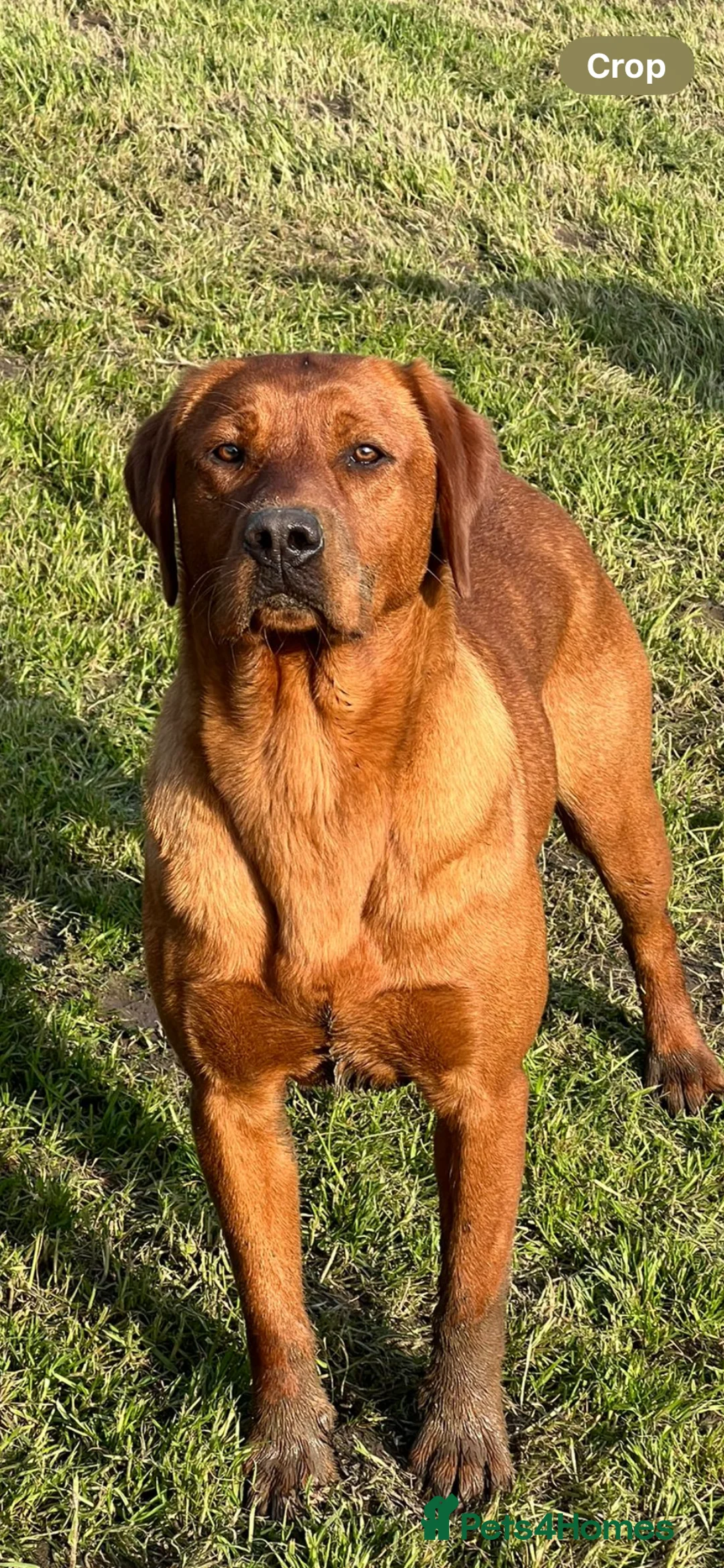 Labrador Retriever dogs for sale: Fox Red Labrador Pups For Sale - Advert 3