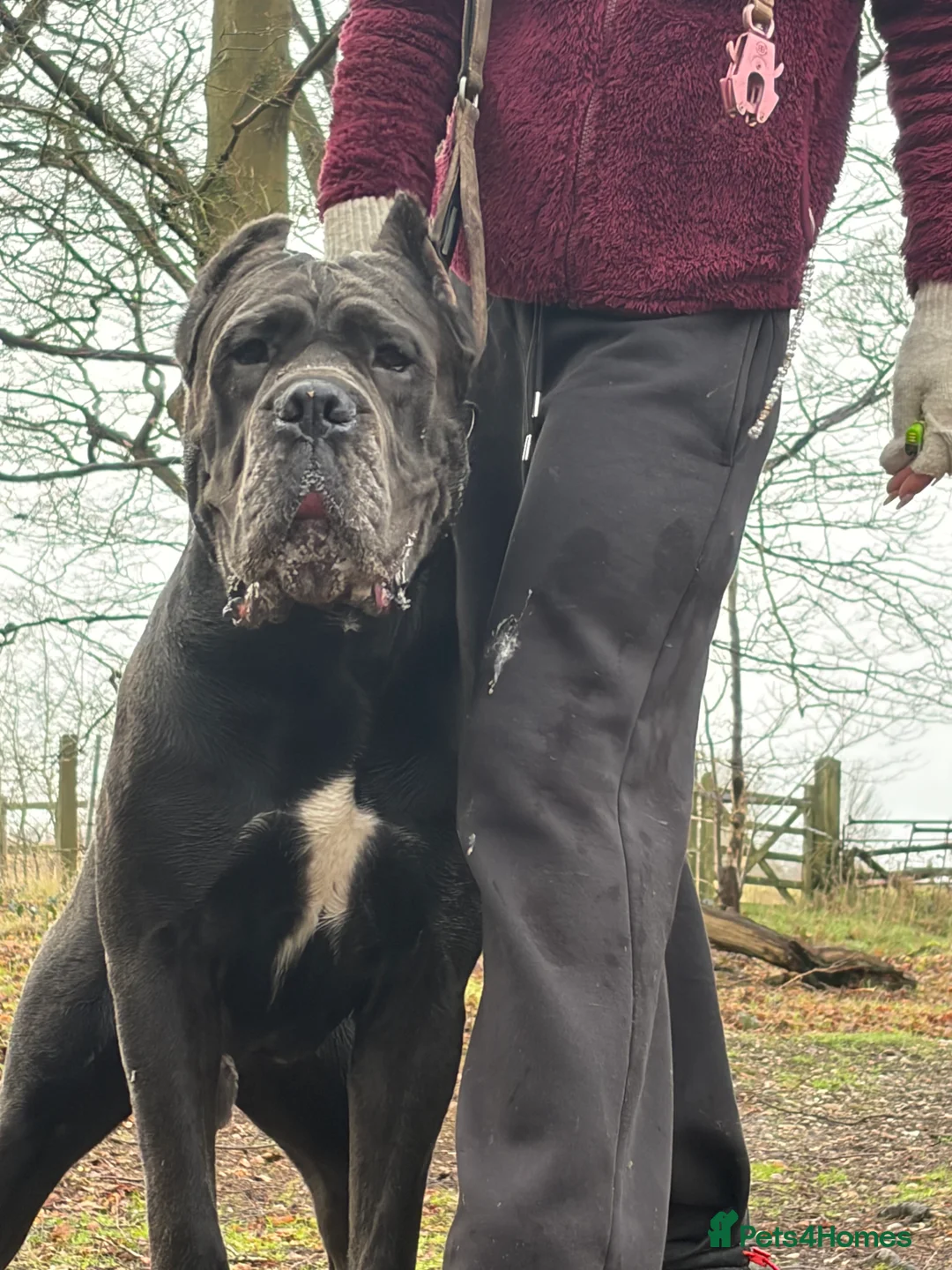 Cane Corso dogs for stud: Genuine Cane Corso Top Quality - Advert 1