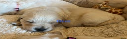 Golden Retriever dogs for sale: KC registered Golden Retriever puppies  - Advert 25