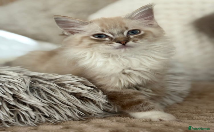 Ragdoll cats Cherubim Ragdoll Kittens TICA Mink Lynx - Advert 14