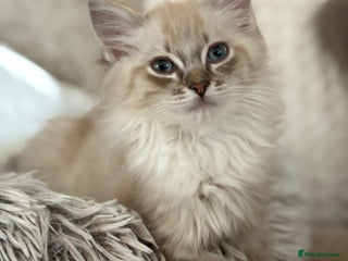Ragdoll cats Cherubim Ragdoll Kittens TICA Mink Lynx - Advert 18