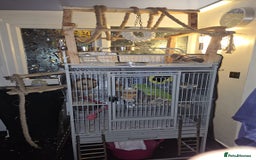 Parrots birds for sale: Stunning Blue Fronted Amazon (Cage included)  - Image 8