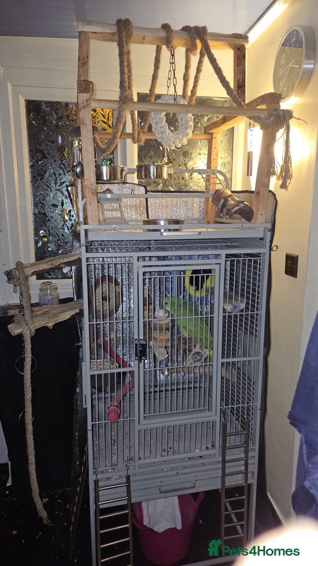 Parrots birds for sale: Stunning Blue Fronted Amazon (Cage included)  - Image 8