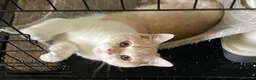 British Shorthair cats for sale: Full Pedigree GCCF British Boy . Cream and White  - Advert 4