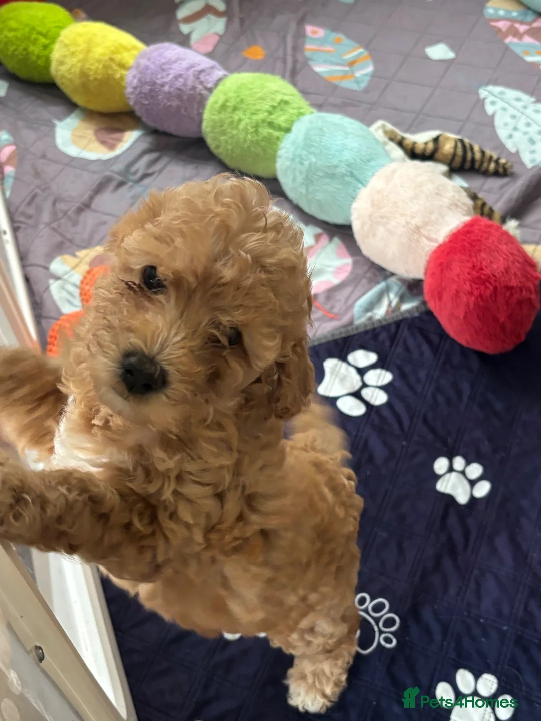 Mixed Breed dogs for sale: Beautiful Cavapoochon puppies - Advert 7