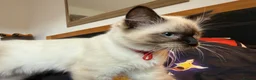 Ragdoll cats for sale: Ragdoll Kittens for Sale - Advert 27